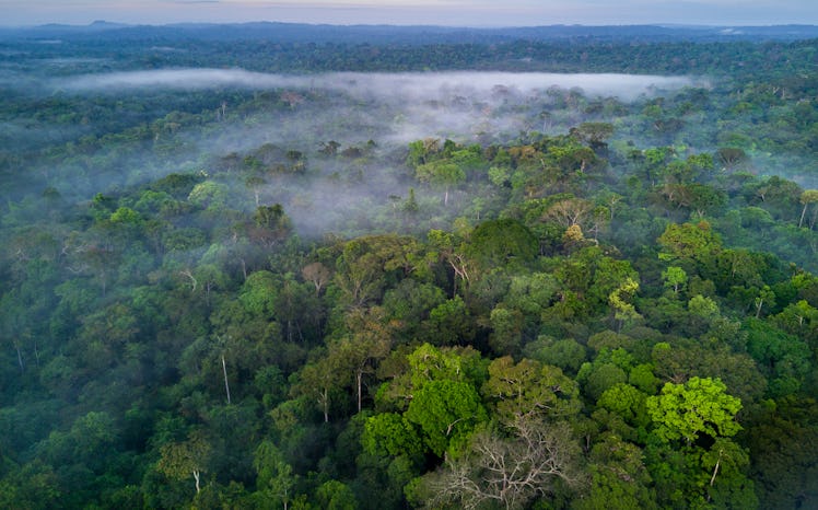 Amazon rainforest Brazil drone shot