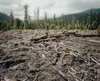 Deforestation in Tasmania