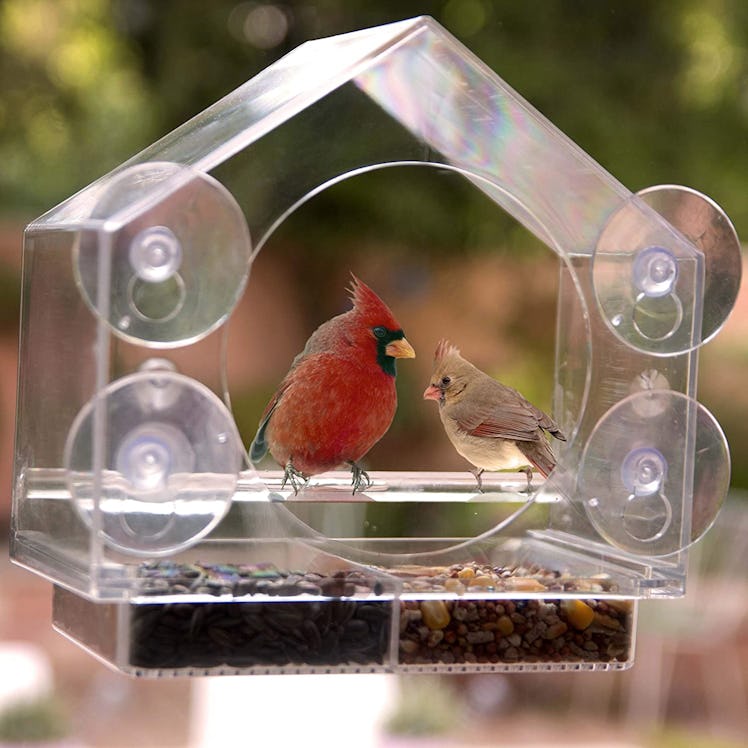 Nature Anywhere Store Window Bird House Feeder