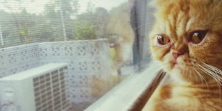 Cat looking through window 