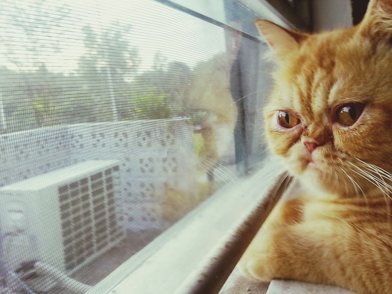 Cat looking through window