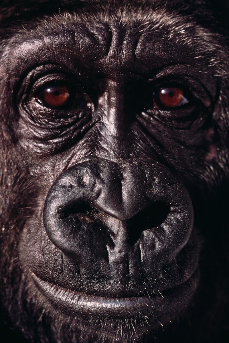 Tony Evans/Getty Images