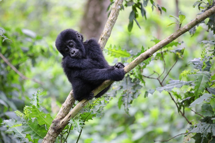Young mountain gorilla on tree branch