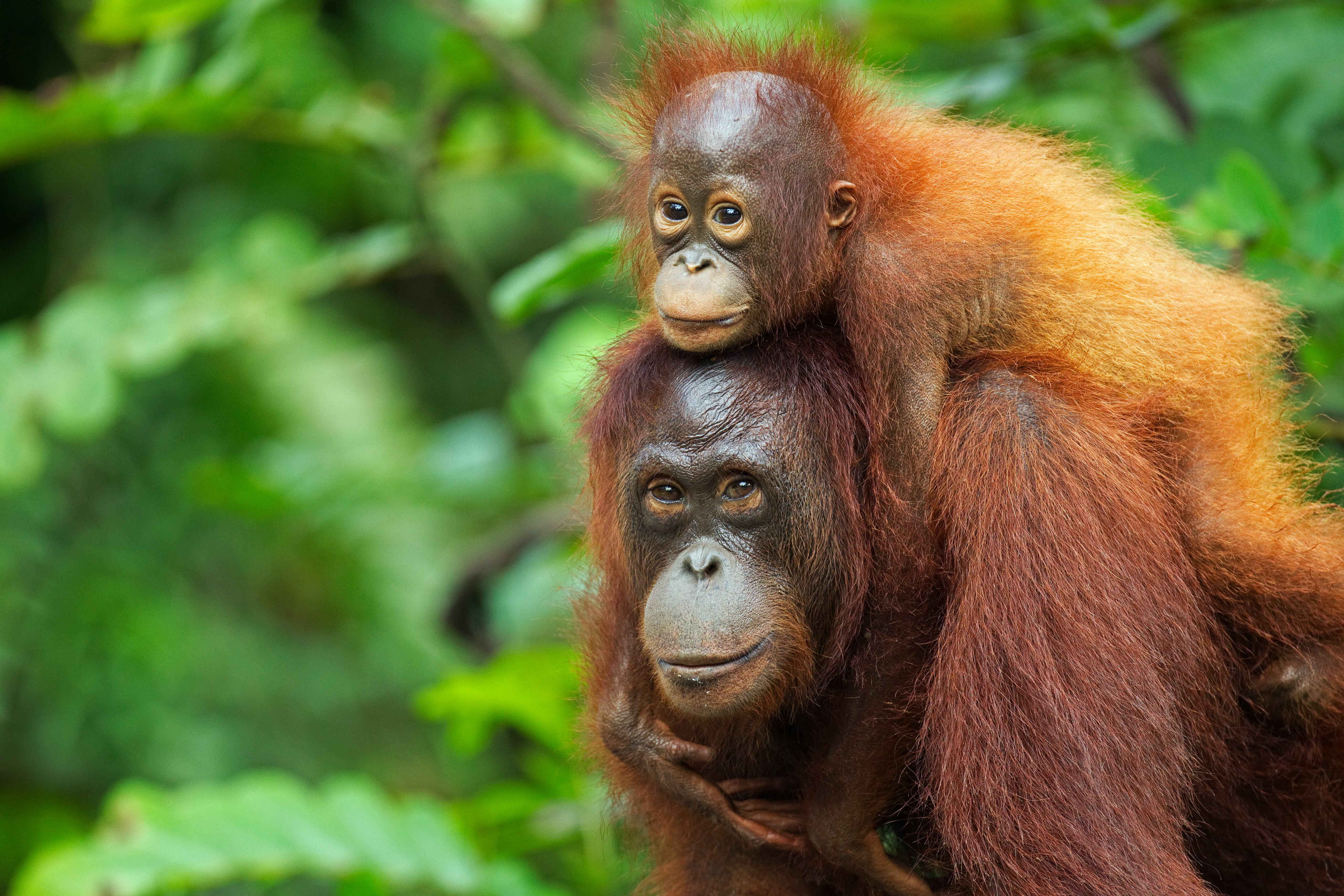 Will primates extinct? 7 experts explain the looming threat