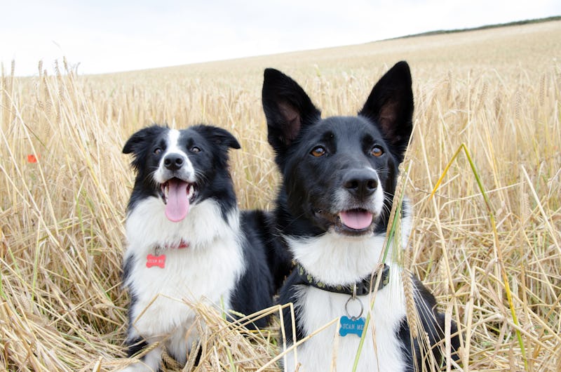 the best dog ID tags