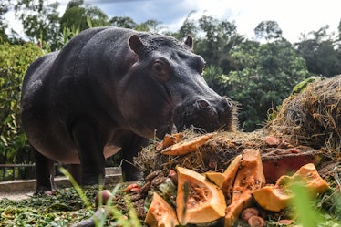 Pablo Escobar cocaine hippo eating food