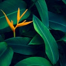 Orange flower emerging from the shadow of plant leaves