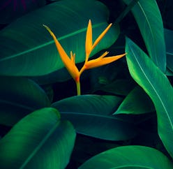 Orange flower emerging from the shadow of plant leaves