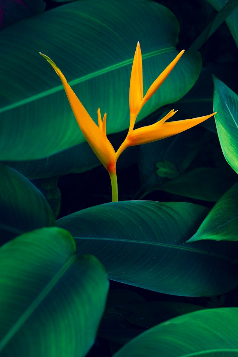 Orange flower emerging from the shadow of plant leaves