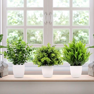 Greentime Mini Flake Plants (Set of 3)