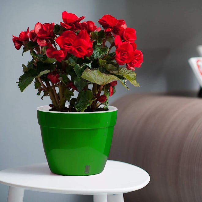 DecoPots Self Watering Planter