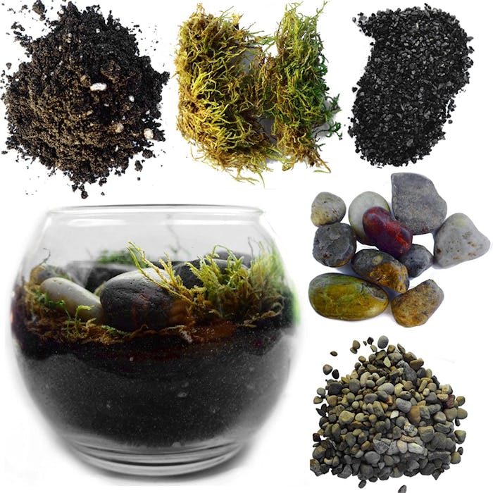 TerraGreen Creations Complete Terrarium Kit