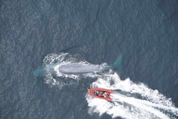Researchers tagging a blue whale