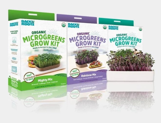 Microgreens Grow Kit (3-Pack) With Ceramic Planter