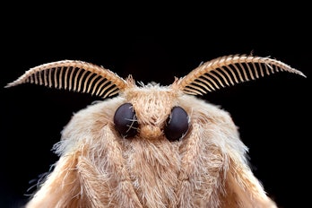 moth who is very fuzzy