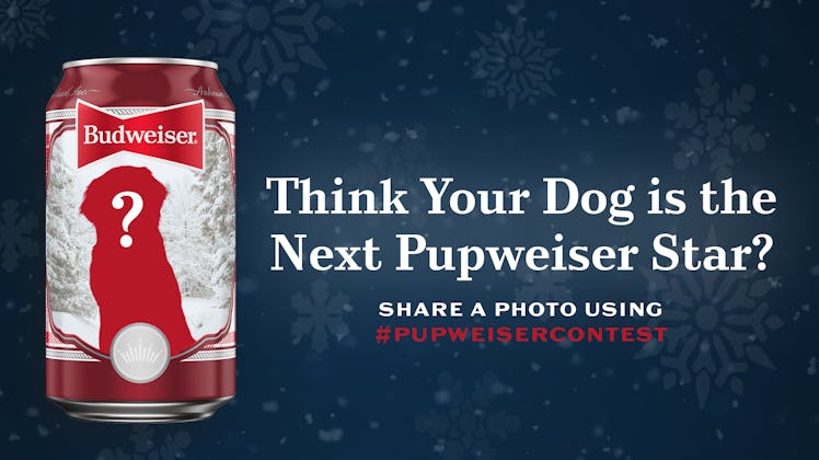 Here's how to enter Budweiser's holiday 2022 dog photo Pupweiser contest.
