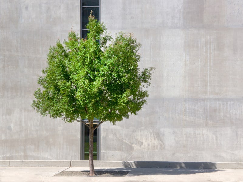 Lone tree against building