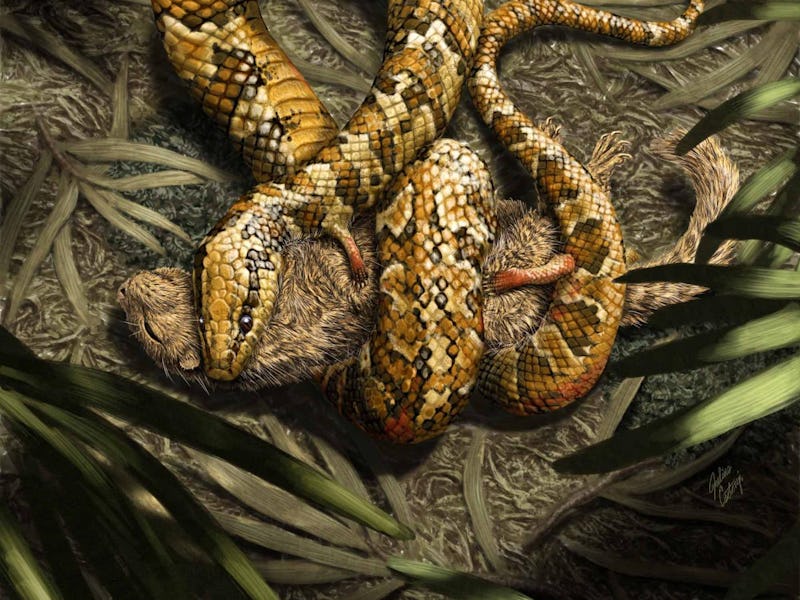 Tetrapodophis amplectus