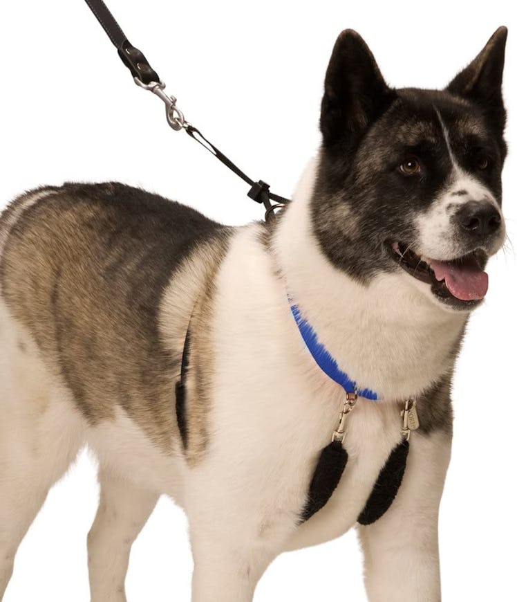 Sporn No-Choke Dog Halter