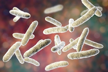 Probiotic bacteria, normal intestinal microbiota, computer illustration. Bacteria used as probiotic ...