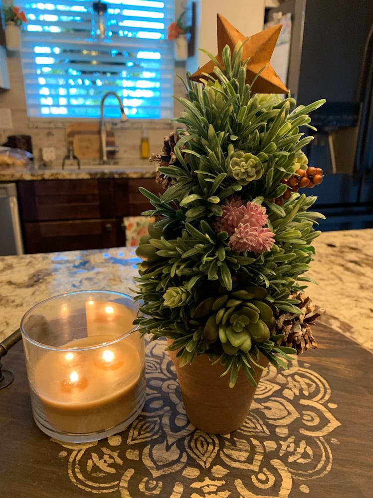 Christmas Tree Succulents