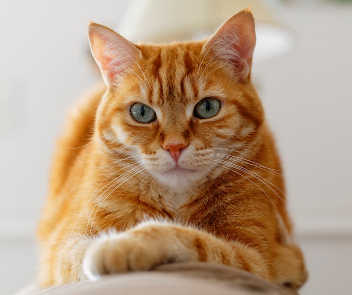Why doesn’t my cat like me? Six ways to put your pet at ease