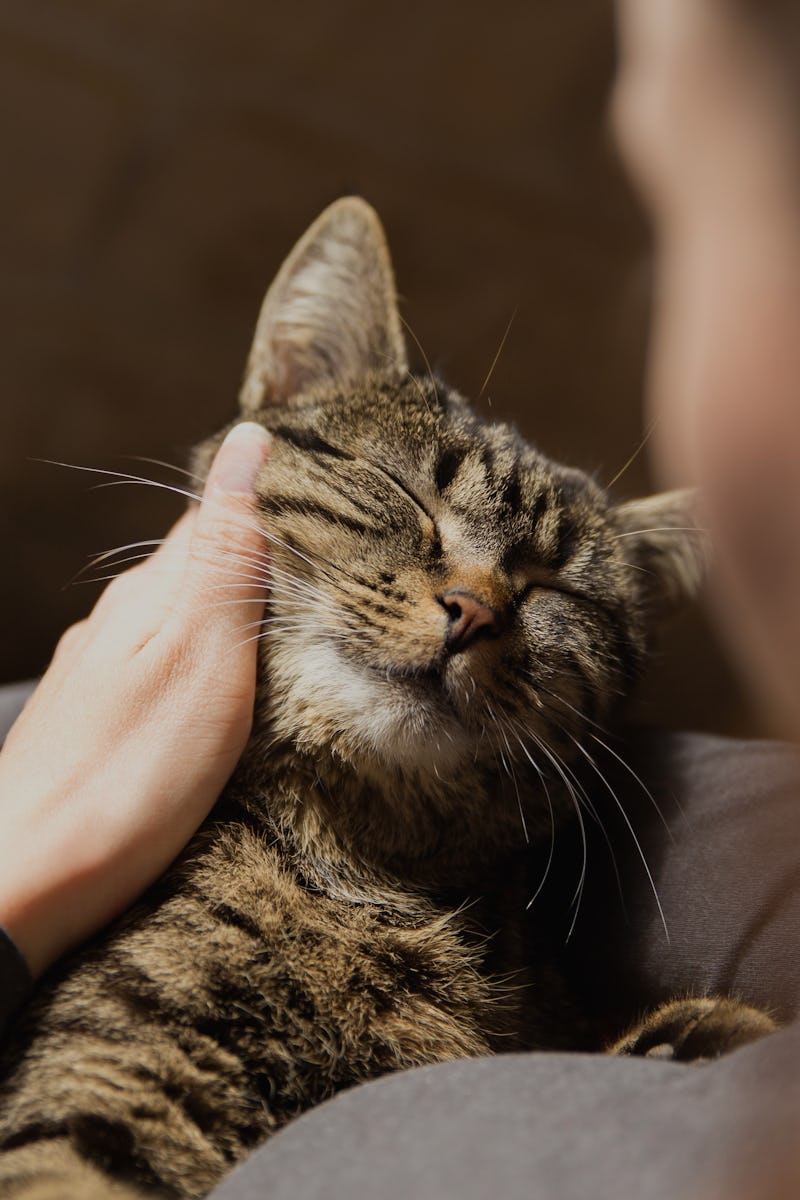 Why doesn t my cat like me? Six ways to put your pet at ease Why doesn t my cat like me? Six ways to put your pet at ease