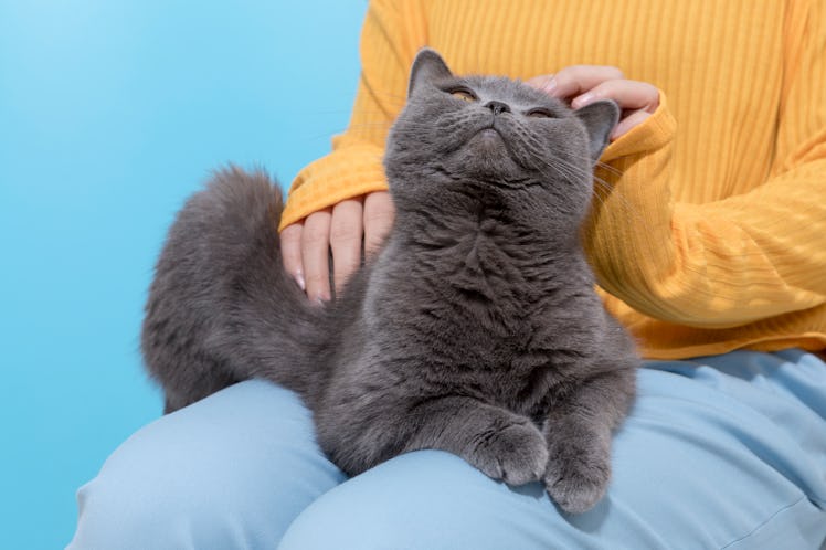 Cat sitting on woman's leg