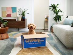 Chewy's Black Friday sale kicks off on Nov. 24 and goes until the day after Cyber Monday.