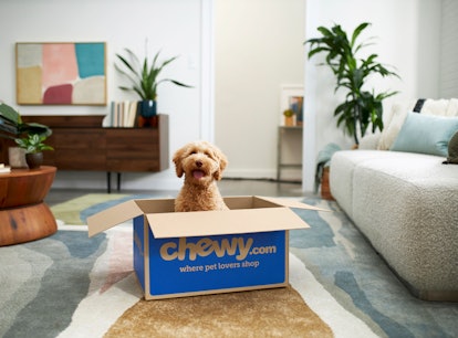 Chewy's Black Friday sale kicks off on Nov. 24 and goes until the day after Cyber Monday.