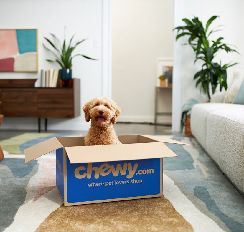 Chewy's Black Friday sale kicks off on Nov. 24 and goes until the day after Cyber Monday.