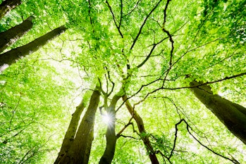 Low angle view of spring trees as sunlight filters through leaves