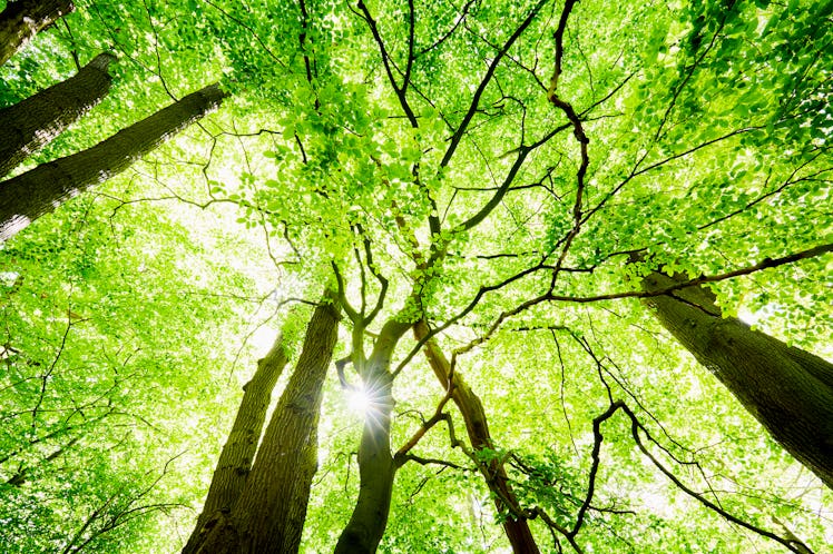 Low angle view of spring trees as sunlight filters through leaves