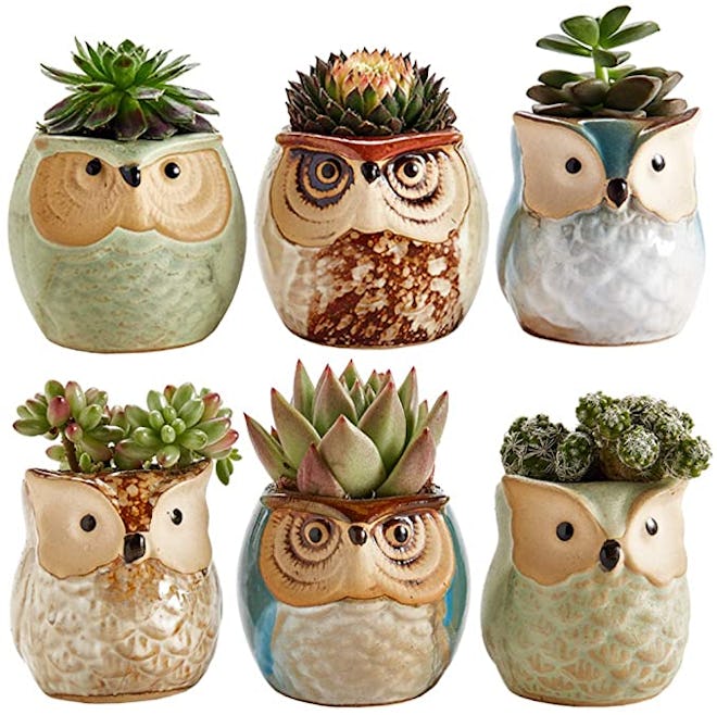 SUN-E SE Owl Succulent Plant Pot (6-Piece)