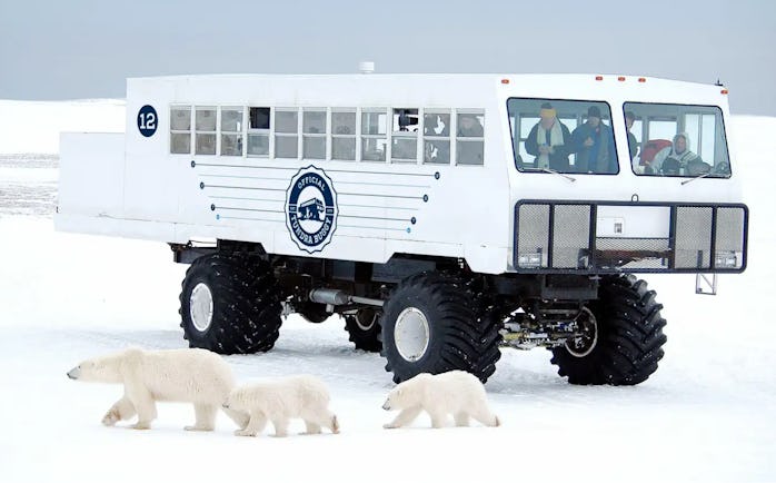 Frontier North Adventures electric tundra buggy in front of polar bear and two cubs