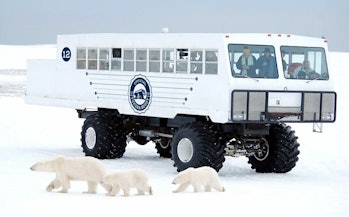 Frontier North Adventures electric tundra buggy in front of polar bear and two cubs