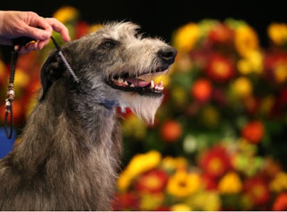These tweets about Claire winning the 2021 National Dog Show will give you life.