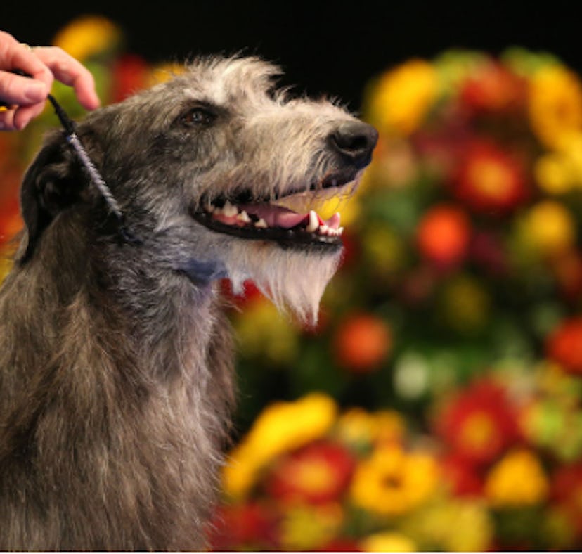 These tweets about Claire winning the 2021 National Dog Show will give you life.