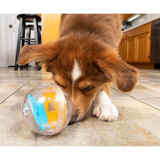 Pet Zone IQ Treat Dispensing Ball