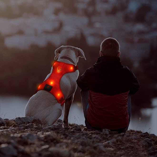 Domi Light Up Dog Harness