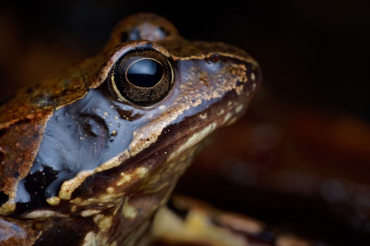 Close up of common frog (Rana temporaria)