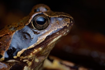 Close up of common frog (Rana temporaria)