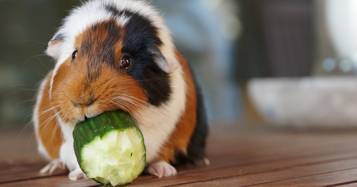 Which pets are the most low-maintenance? The answer may surprise you Which pets are the most low-maintenance? The answer may surprise you