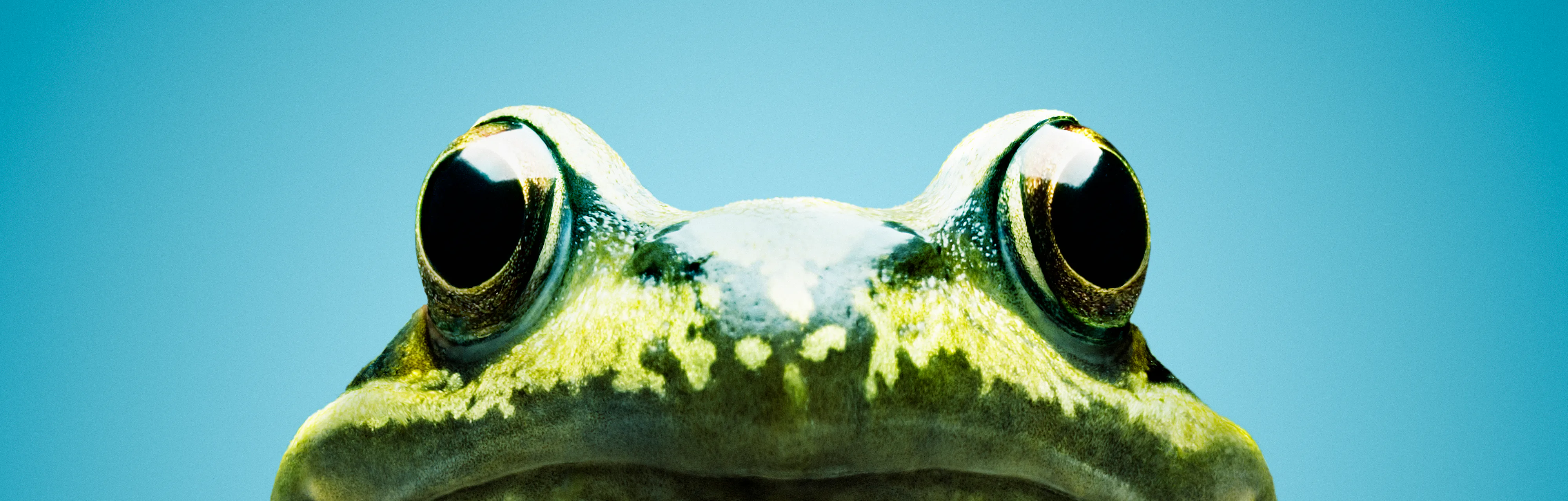 Frog Climate Changes Scientists see a strange — and worrying — climate change effect in frogs