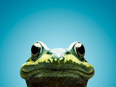 Frog staring at camera