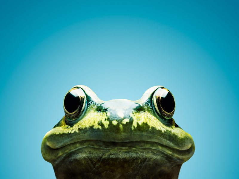 Frog staring at camera