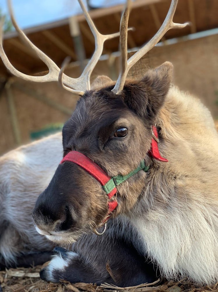 This Santa's Reindeer Encounter is one of the best airbnb experience ideas for a date night.