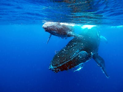 Humpback whale