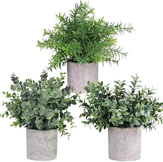 Winlyn Mini Potted Plants (3-Pack)