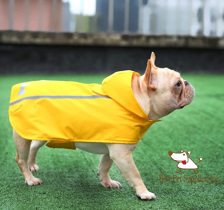 Voyager Dog by Best Pet Supplies